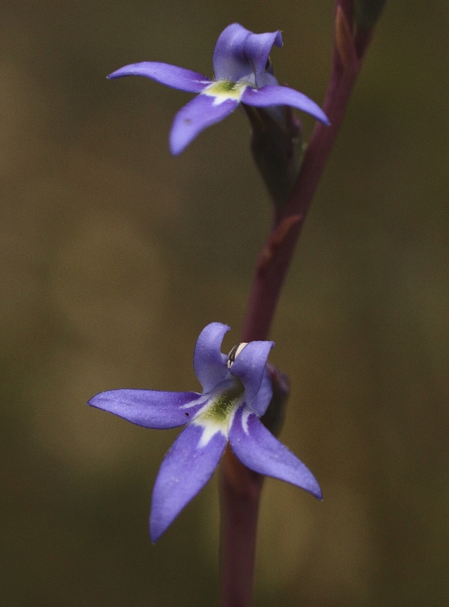 Tall lobelia  Australia,Eamw flora,Geotagged,Lobelia gibbosa,Summer,Tall lobelia
