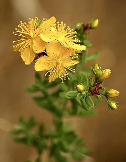 St John’s wort - Hypericum perforatum  Australia,Common St John's wort,Eamw flora,Geotagged,Hypericum perforatum,Summer
