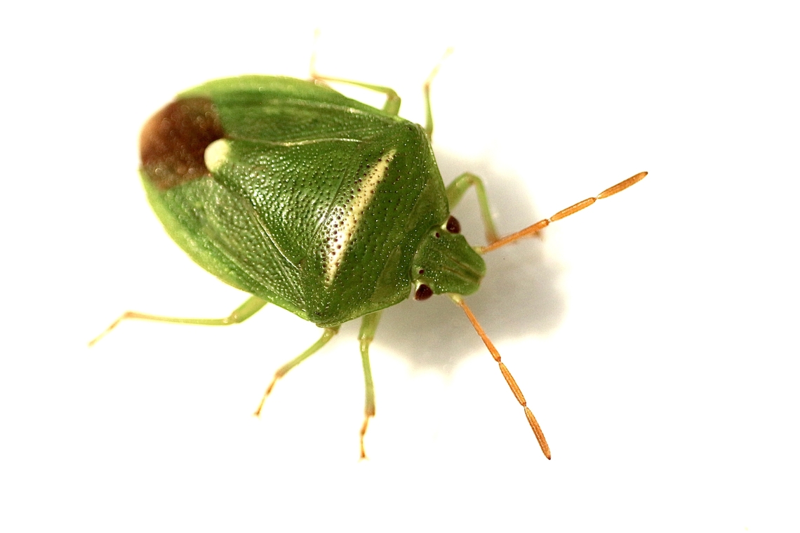 Stink bug - Ocirrhoe unimaculata Found in domestic garden on basil plants. Australia,Eamw stink bugs,Geotagged,Ocirrhoe unimaculata,Summer