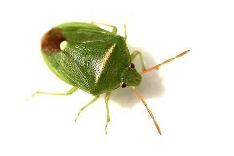Stink bug - Ocirrhoe unimaculata Found in domestic garden on basil plants. Australia,Eamw stink bugs,Geotagged,Ocirrhoe unimaculata,Summer