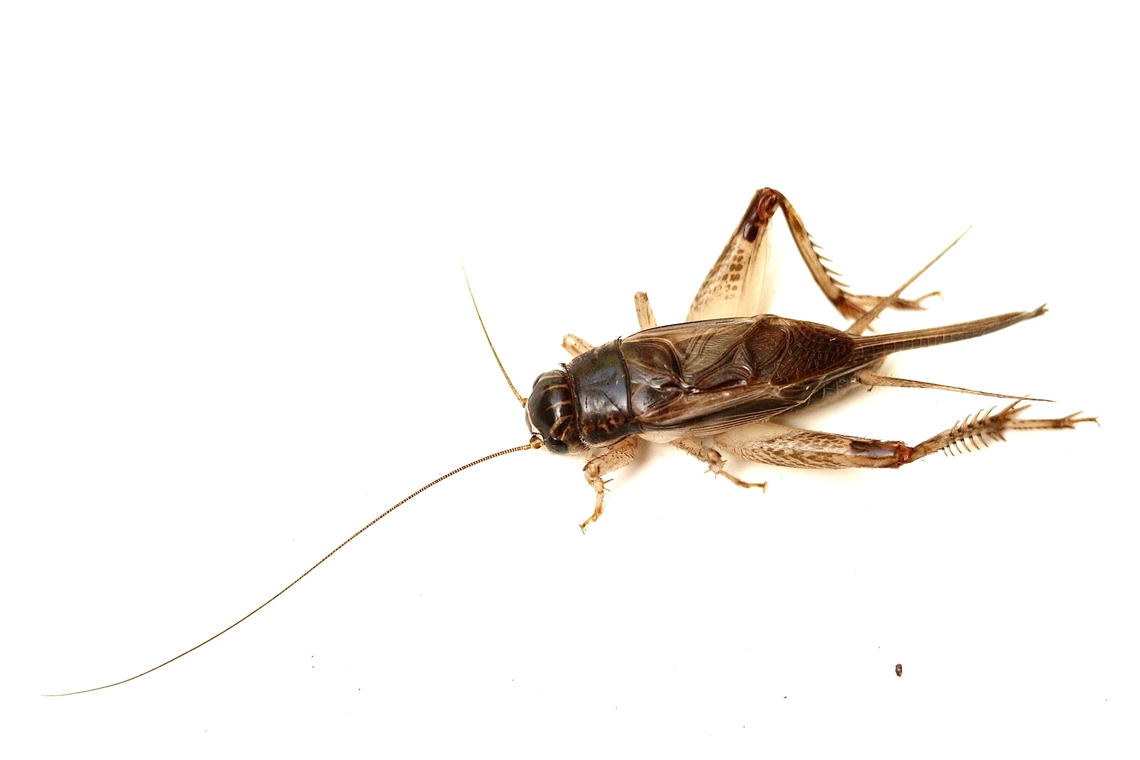 Verge Cricket-Modicogryllus frontalis Attracted to UV light. Australia,Eamw crickets,Geotagged,Summer