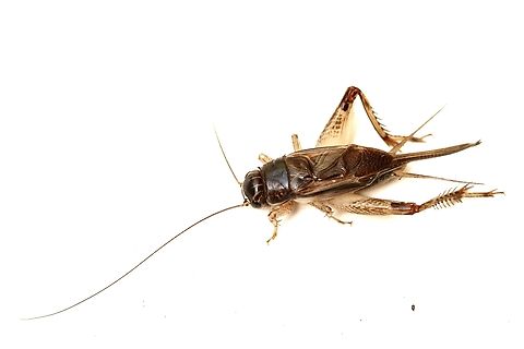 Verge Cricket-Modicogryllus frontalis Attracted to UV light. Australia,Eamw crickets,Geotagged,Summer