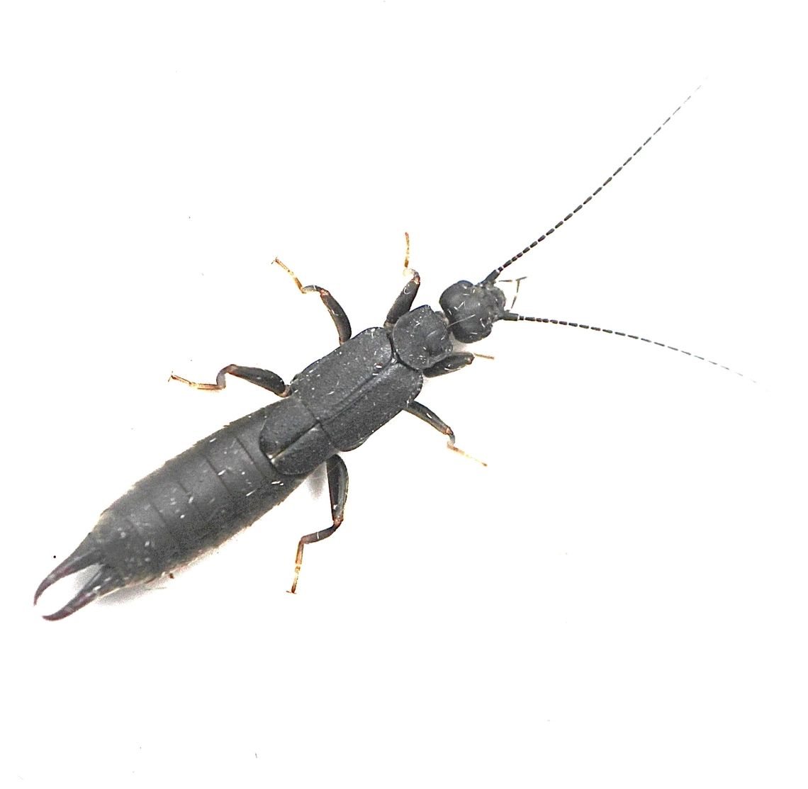 Black Bush Earwig - Nala lividipes Attracted to UV light Australia,Black Bush Earwig,Eamw earwigs,Geotagged,Nala lividipes,Summer