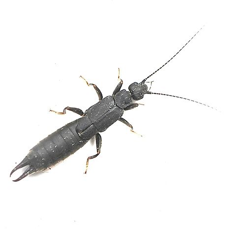 Black Bush Earwig - Nala lividipes Attracted to UV light Australia,Black Bush Earwig,Eamw earwigs,Geotagged,Nala lividipes,Summer