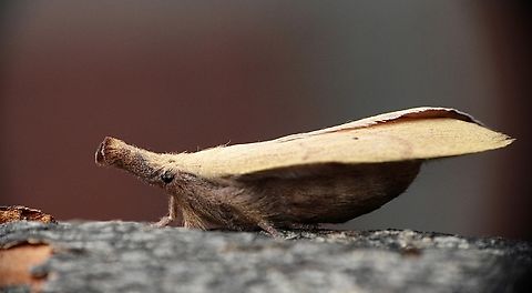 Wattle snout moth - Paraguda nasuta Attracted to UV light Australia,Eamw moth,Encounter Bay SA,Geotagged,Paraguda ew,Pararguda nasuta,Summer,Wattle snout moth
