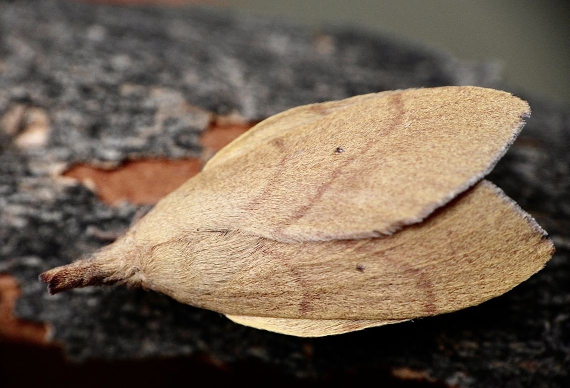 Wattle snout moth - Paraguda nasuta Attracted to UV light Australia,Eamw moth,Geotagged,Paraguda ew,Pararguda nasuta,Summer,Wattle snout moth