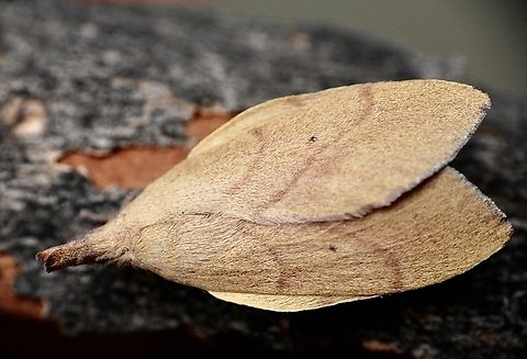 Wattle snout moth - Paraguda nasuta Attracted to UV light Australia,Eamw moth,Geotagged,Paraguda ew,Pararguda nasuta,Summer,Wattle snout moth