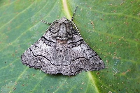 Hypobapta diffundens Attracted to UV light. Australia ew,Eamw moth,Feb 2023,Hypobapta diffundens,Hypobapta ew,SA AUST,adult moth