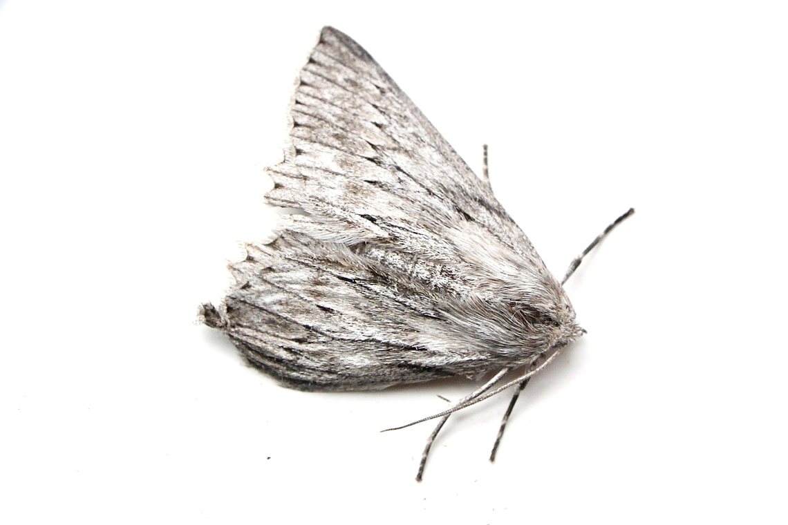 Cyneoterpna wilsoni Attracted to UV light Australia,Cyneoterpna ew,Cyneoterpna wilsoni,Eamw moth,Geotagged,Summer