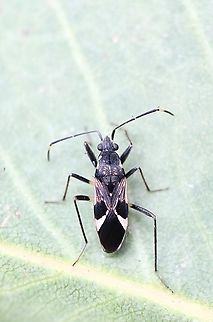 Dieuches syriacus Attracted to UV light. Dieuches syriacus,Eamw seed bugs