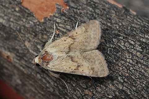 Cotton bollworm moth - Helicoverpa armigera Attracted to UV light Australia,Cotton bollworm,Eamw moth,Geotagged,Helicoverpa armigera,Helicoverpa assulta,Helicoverpa ew,Summer