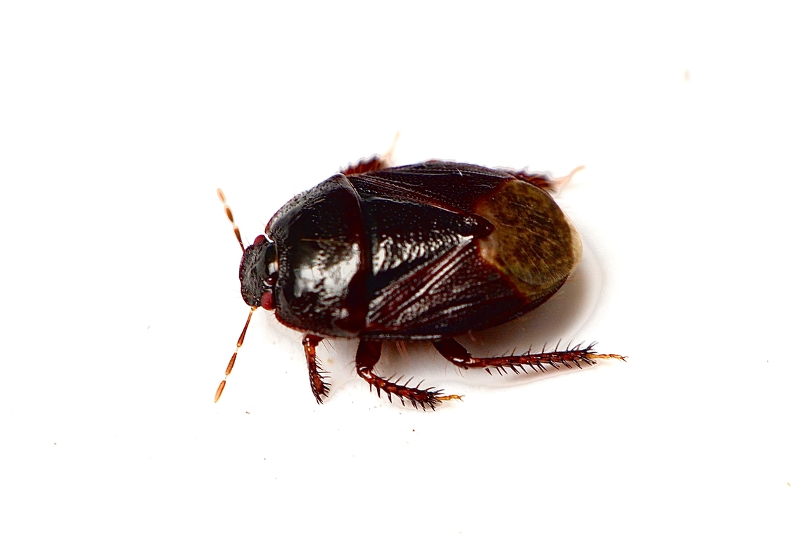 Stink bug - Adrisa sepulchralis Attracted to UV light Adrisa sepulchralis,Australia,Eamw stink bugs,Geotagged,Summer
