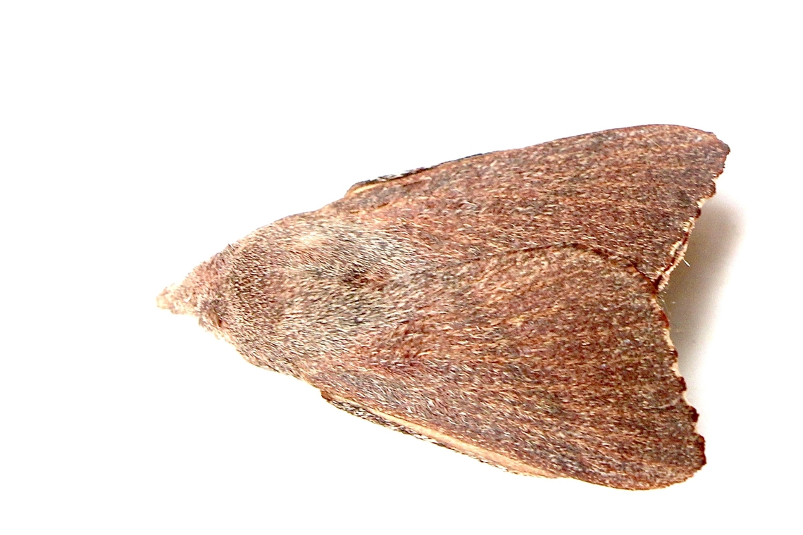 Snout moth- Pararguda crenulata Attracted to UV light Australia,Eamw moth,Encounter Bay SA,Geotagged,Pararguda crenulata,Pararguda ew,Summer