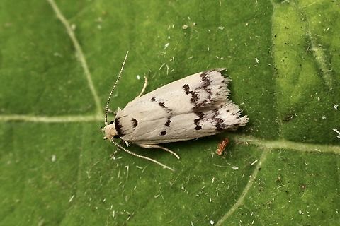 Compsotropha strophiella Attracted to UV light. Australia,Compsotropha,Compsotropha strophiella,Eamw moth,Geotagged,Summer