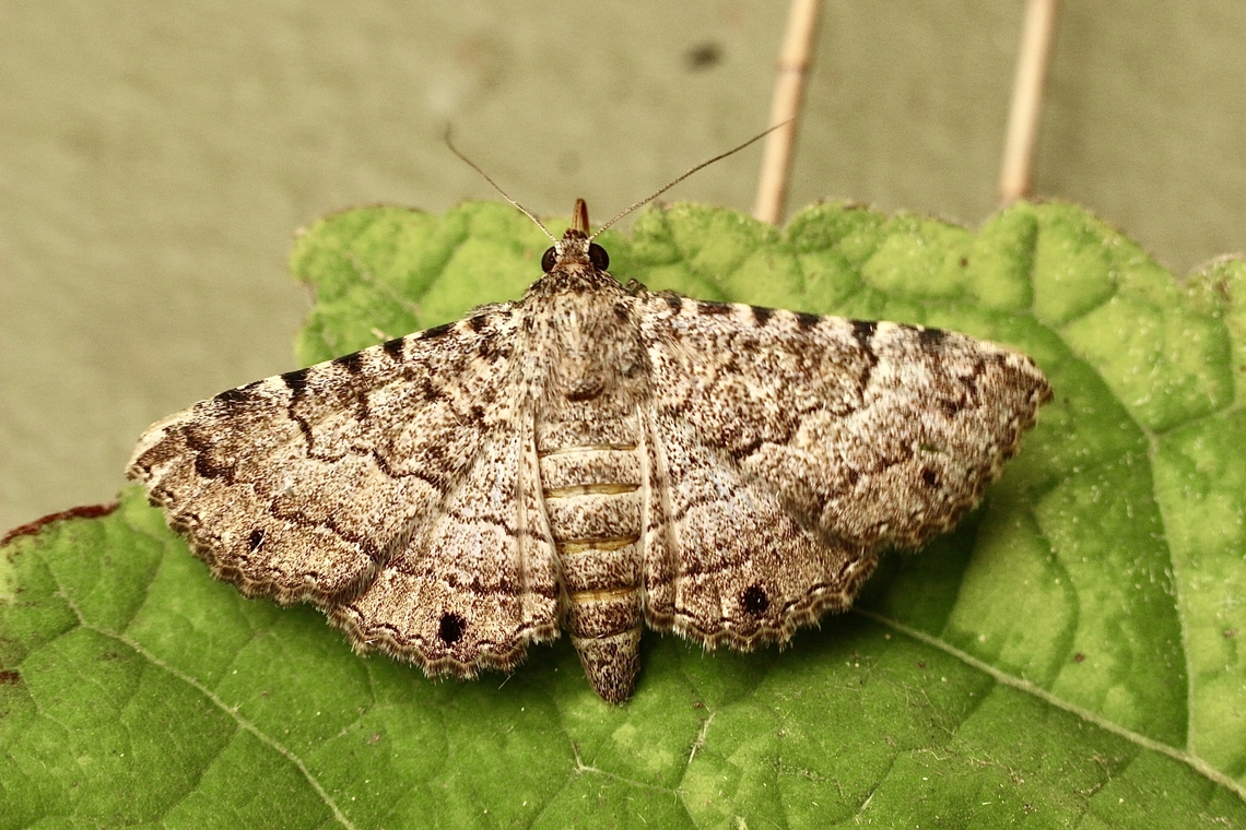 Diatenes igneipicta ATTRACTED to UV light. Australia,Diatenes ew,Diatenes igneipicta,Eamw moth,Geotagged,Summer