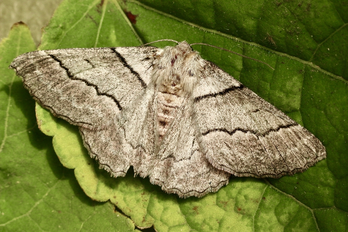 Varied Grey Moth - Hypobapta tachyhalotaria Attracted to UV light. Australia,Eamw moth,Geotagged,Hypobapta,Hypobapta tachyhalotaria,Summer