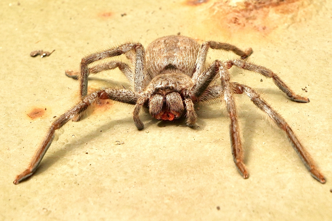 Mountain huntsman spider - Isopeda montana Found under eucalyptus tree bark in a local park Australia,Eamw spiders,Geotagged,Isopeda montana,Mountain huntsman,Summer
