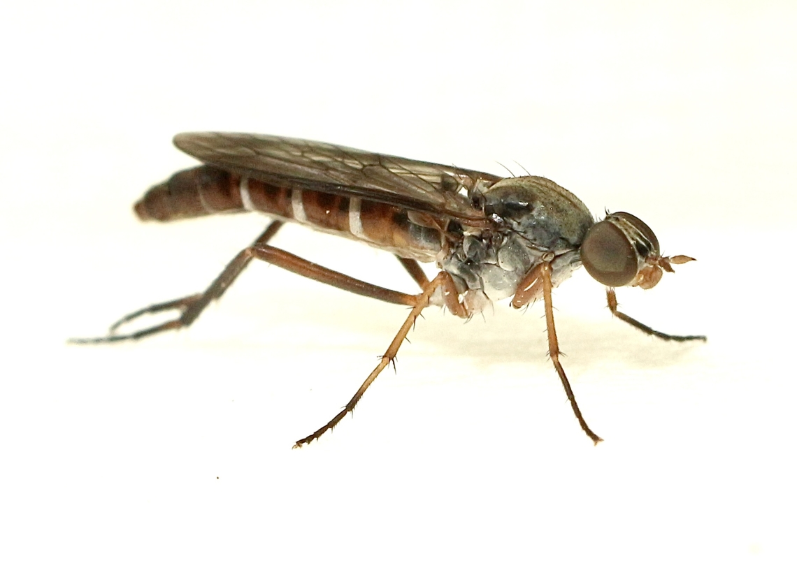 Unidentified Stiletto fly species  Australia,Eamw flies,Geotagged,Summer,Taenogerella elizabethae
