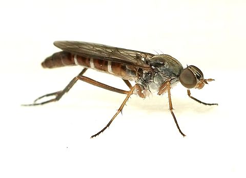 Unidentified Stiletto fly species  Australia,Eamw flies,Geotagged,Summer,Taenogerella elizabethae