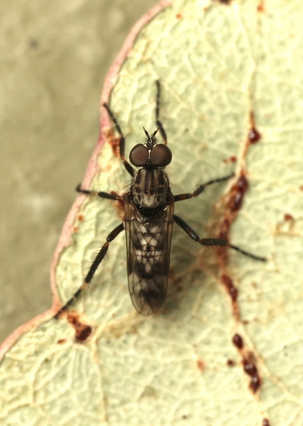 Stiletto fly- Genus Parapsilocephala According to INaturalist it is a undescribed species Australia,Eamw flies,Geotagged,Summer