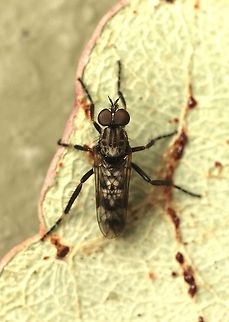 Stiletto fly- Genus Parapsilocephala According to INaturalist it is a undescribed species Australia,Eamw flies,Geotagged,Summer