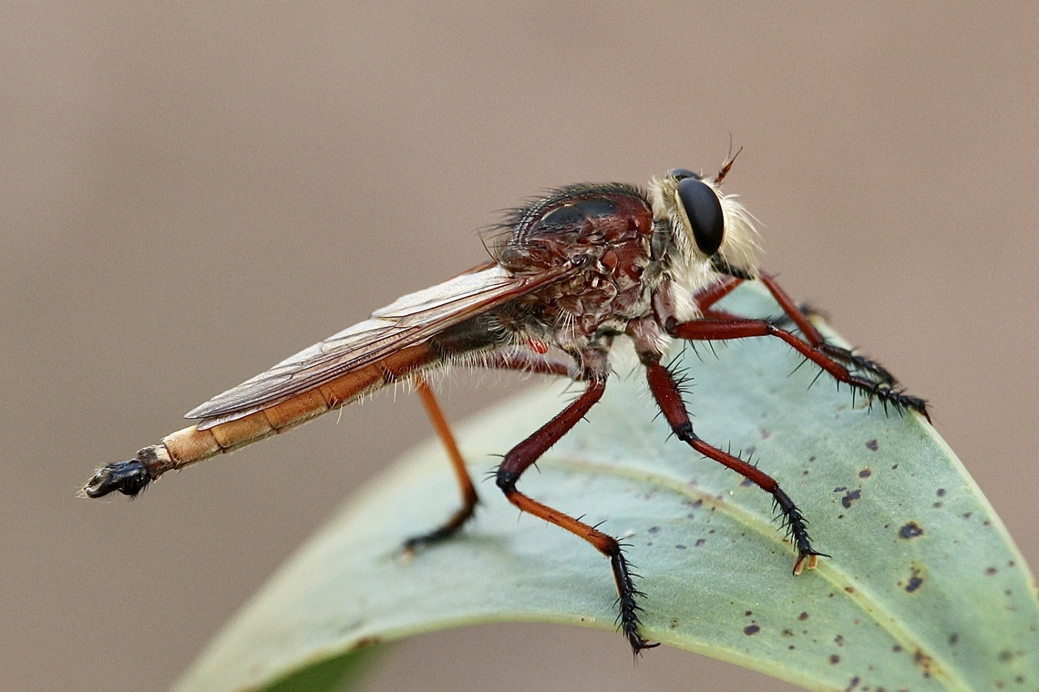 Robber fly - Colepia rufiventris  Australia,Colepia rufiventris,Eamw robber flies,Geotagged,Summer