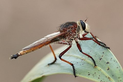 Robber fly - Colepia rufiventris  Australia,Colepia rufiventris,Eamw robber flies,Geotagged,Summer