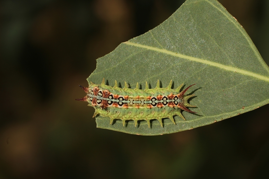 Four-Spotted Cup Moth Caterpillar- Doratifera quadriguttata  Australia,Doratifera ew,Doratifera quadriguttata,Eamw moth,Four-Spotted Cup Moth,Geotagged,Summer