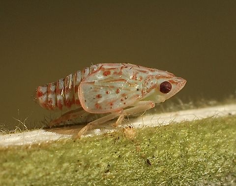 Torpedo bug nymph - Siphanta acuta  Australia,Eamw leafhoppers,Geotagged,Siphanta acuta,Summer,Torpedo bug