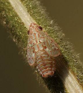Torpedo bug nymph- Siphanta acuta  Australia,Geotagged,Siphanta acuta,Summer,Torpedo bug