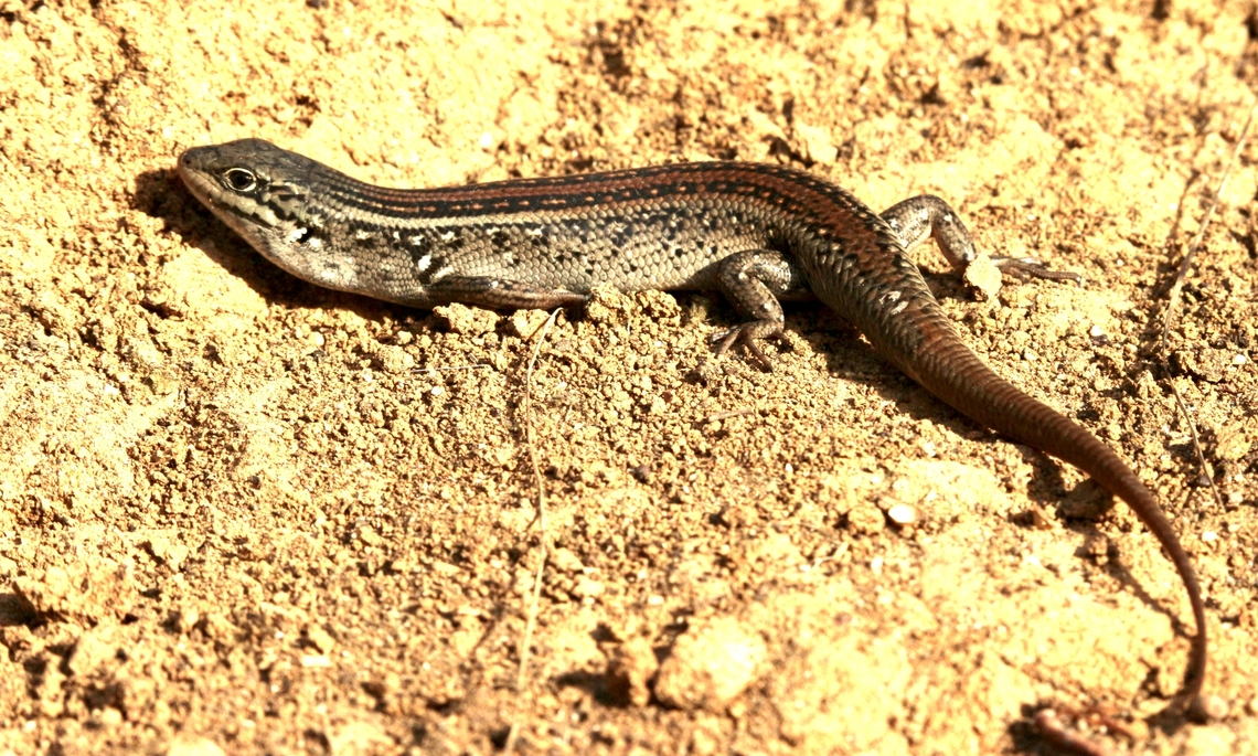 Whites skink - Liopholis whitii Basking in early morning sunshine. Australia,Geotagged,Liopholis whitii,Summer,Whites skink