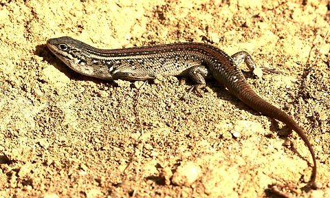 Whites skink - Liopholis whitii Basking in early morning sunshine. Australia,Geotagged,Liopholis whitii,Summer,Whites skink
