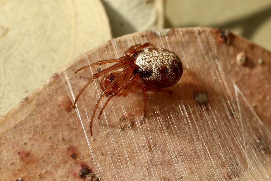 Leaf curling spider - Phonognatha graeffei Silken webbing will make the leaf curl into a tube and give the spider a safe hiding place. Australia,Geotagged,Leaf curling spider,Phonognatha graeffei,Summer
