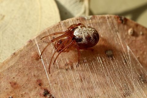 Leaf curling spider - Phonognatha graeffei Silken webbing will make the leaf curl into a tube and give the spider a safe hiding place. Australia,Geotagged,Leaf curling spider,Phonognatha graeffei,Summer
