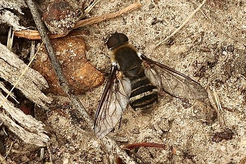 Unidentified bee fly Possibly genus Exoprosopa ? Australia,Geotagged,Summer