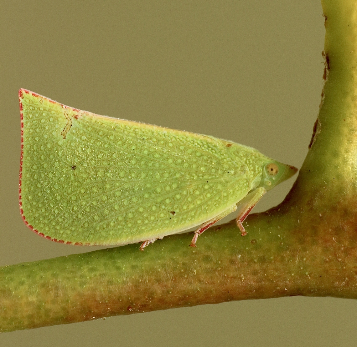 Torpedo bug- Siphanta acuta  Australia,Geotagged,Siphanta acuta,Summer,Torpedo bug