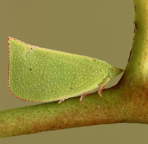 Torpedo bug- Siphanta acuta  Australia,Geotagged,Siphanta acuta,Summer,Torpedo bug