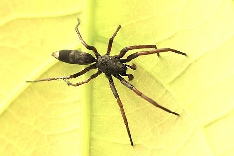 White-tail spider- Genus Lampona It mostlikely is a male of Lampona cylindrata but not sure Eamw spiders