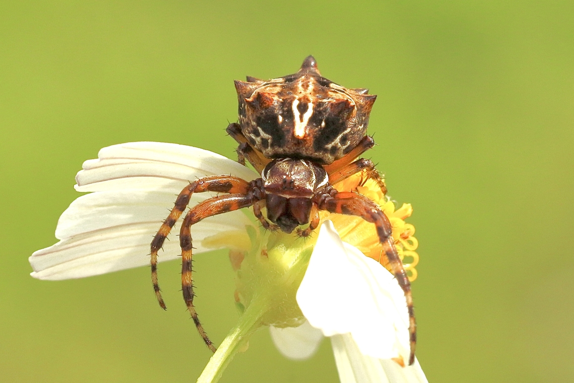 Star-bellied orb-web spider - Genus Acanthepeira  Eamw spiders,Eamw spiders Orbweavers,Geotagged,Summer,United States