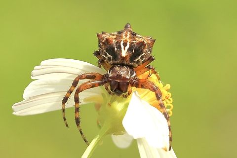 Star-bellied orb-web spider - Genus Acanthepeira  Eamw spiders,Eamw spiders Orbweavers,Geotagged,Summer,United States