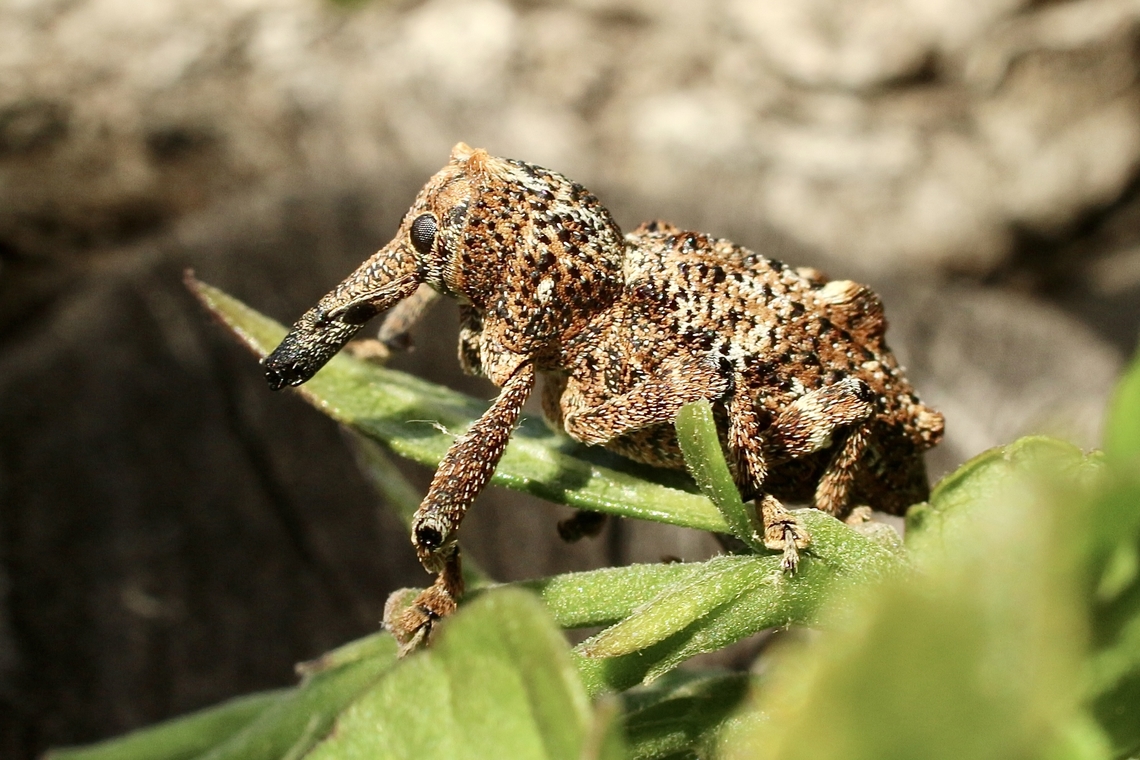 Elephant Weevil - Orthorhinus cylindrirostris  Australia,Eamw weevils,Elephant Weevil,Geotagged,March 2023,Orthorhinus cylindrirostris,Summer,Victor Harbor area