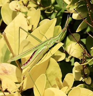 Slant-Face grasshopper- Acrida conica  Acrida conica,Australia,Eamw grasshoppers,Geotagged,Giant green slantface,Summer