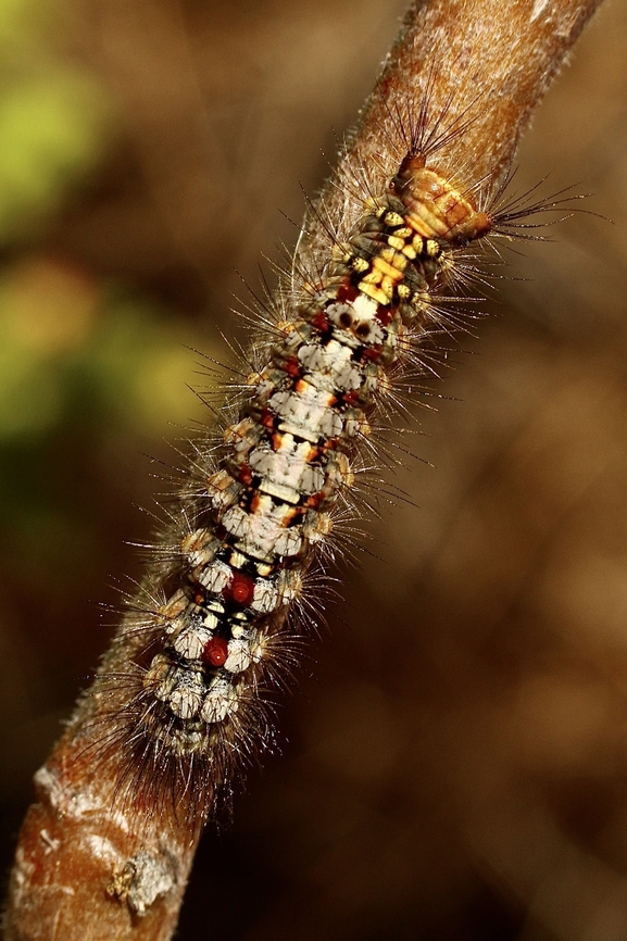 Omnivorous Tussock - Acyphas semiochrea Observed feeding on Tamarix plant growing in coastal sand dunes. Acyphas,Acyphas semiochrea,Australia,Eamw moth,Geotagged,March 2023,Omnivorous Tussock Moth,Summer,Victor Harbor area
