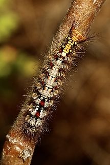 Omnivorous Tussock - Acyphas semiochrea Observed feeding on Tamarix plant growing in coastal sand dunes. Acyphas,Acyphas semiochrea,Australia,Eamw moth,Geotagged,March 2023,Omnivorous Tussock Moth,Summer,Victor Harbor area
