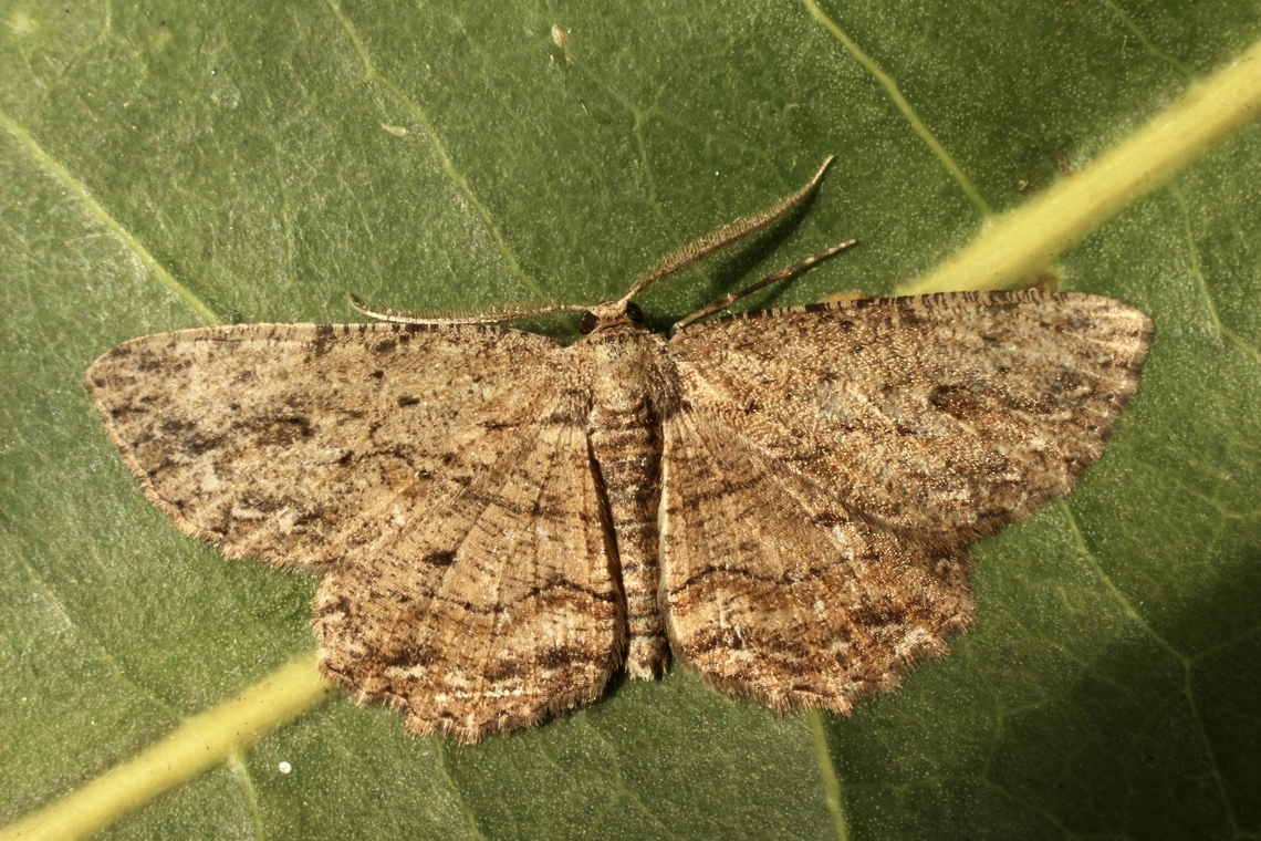 Engrailed moth - Genus. Ectropis  Australia,Eamw moth,Ectropis ew,Encounter Bay SA,Encounter Bay moth,Geotagged,March 2023,Summer,UVL