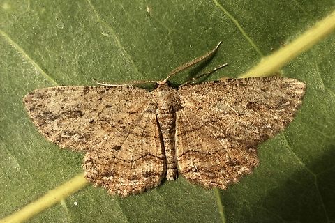 Engrailed moth - Genus. Ectropis  Australia,Eamw moth,Ectropis ew,Encounter Bay SA,Encounter Bay moth,Geotagged,March 2023,Summer,UVL