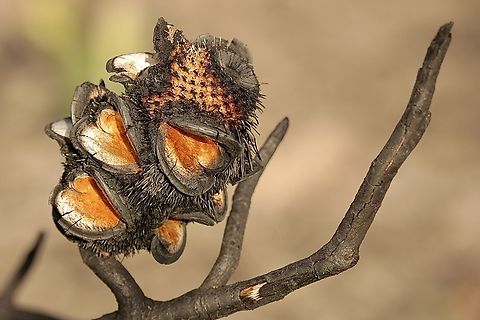 Silver Banksia - Banksia marginata Seed cone burned and opened during bushfire to disperse its seed. Australia,Banksia marginata,Eamw Banksias,Eamw flora,Geotagged,March 2022,Mount Billy Conservation Park,Silver Banksia,Summer