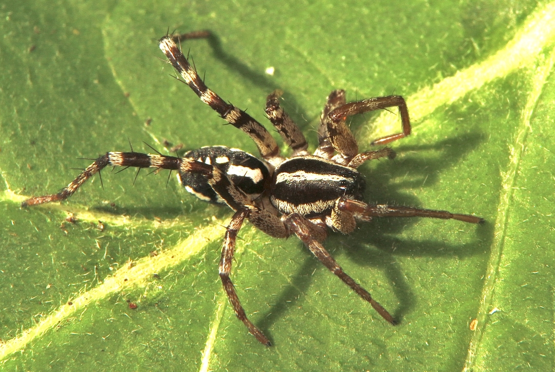Spotted Ground Swift Spider - Nyssus coloripes It is a speed freak. Australia,Eamw spiders,Encounter Bay SA,Geotagged,March 2023,Nyssus coloripes,Spotted Ground Swift Spider,Summer