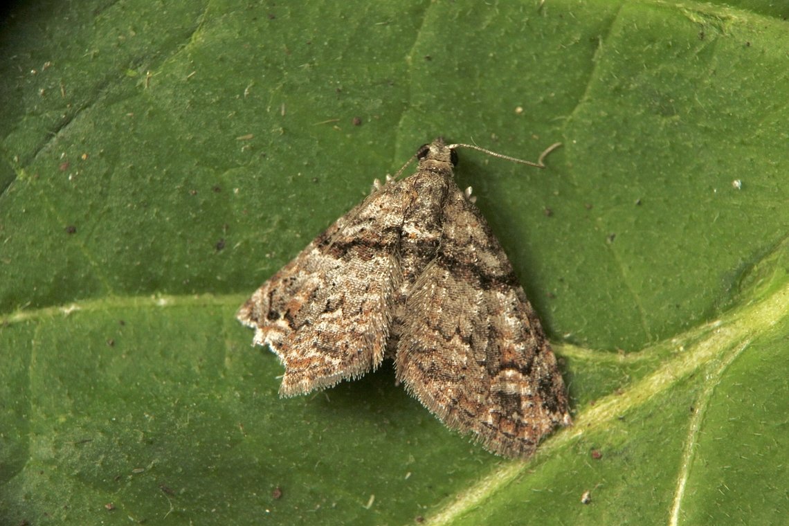 Apple looper - Phrissogonus laticostata A very small moth . ATTRACTED TO UV light. Some natural wing damage. Apple looper,Eamw moth,Encounter Bay SA,Encounter Bay moth,March 2023,Phrissogonus ew,Phrissogonus laticostata,UVL