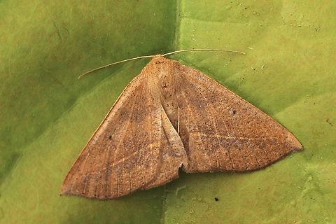 Bracken Moth - Idiodes apicata Attracted to UV light. Australia,Bracken Moth,Eamw moth,Encounter Bay SA,Geotagged,Idiodes,Idiodes apicata,March 2023,Summer,UVL